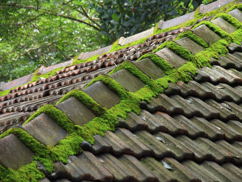 Démoussage de toiture dans le Puy-de-Dôme